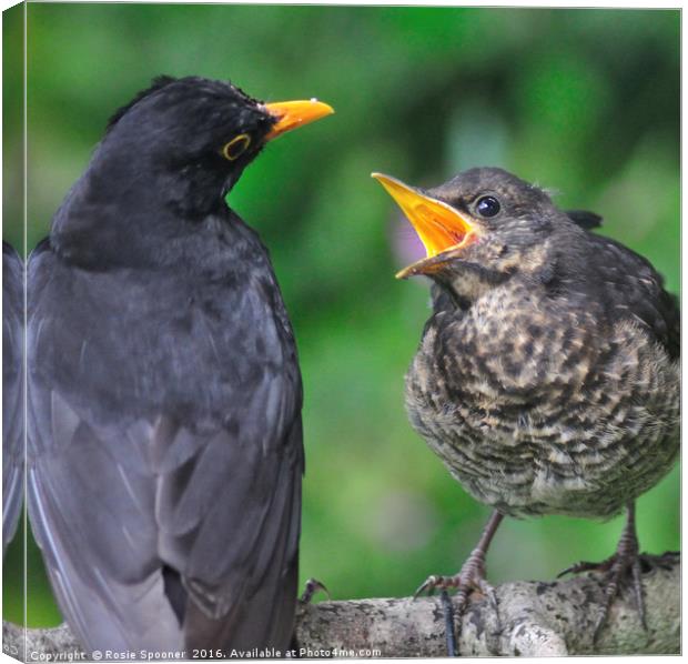 Young blackbird waiting for food from daddy Canvas Print by Rosie Spooner