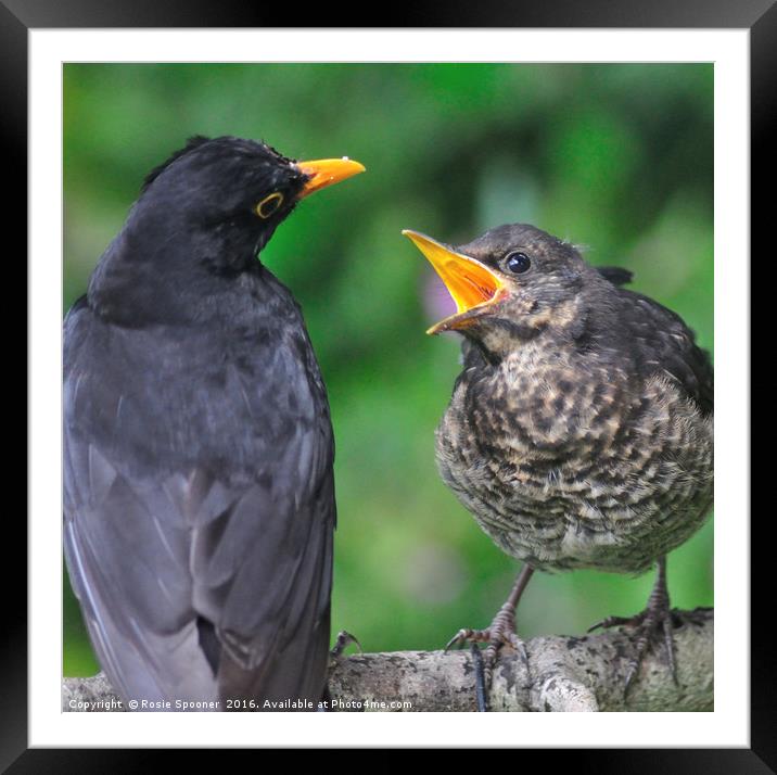 Young blackbird waiting for food from daddy Framed Mounted Print by Rosie Spooner