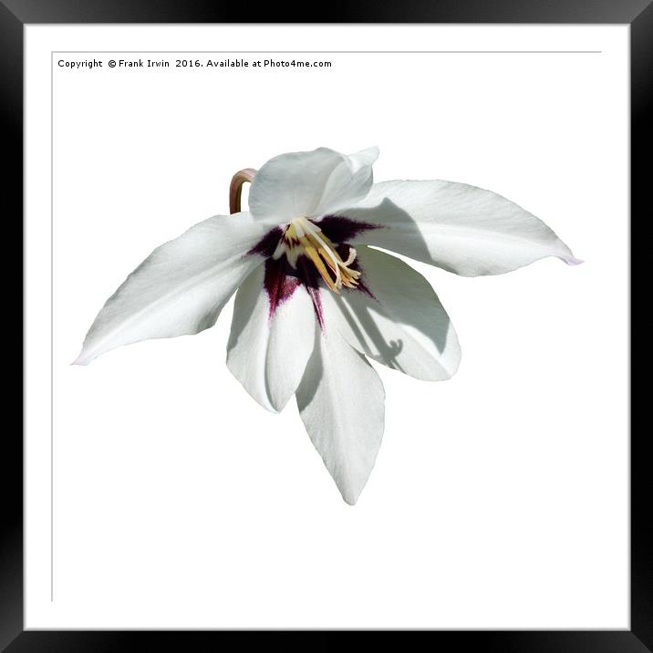 The beautiful White Peacock Orchid, Framed Mounted Print by Frank Irwin