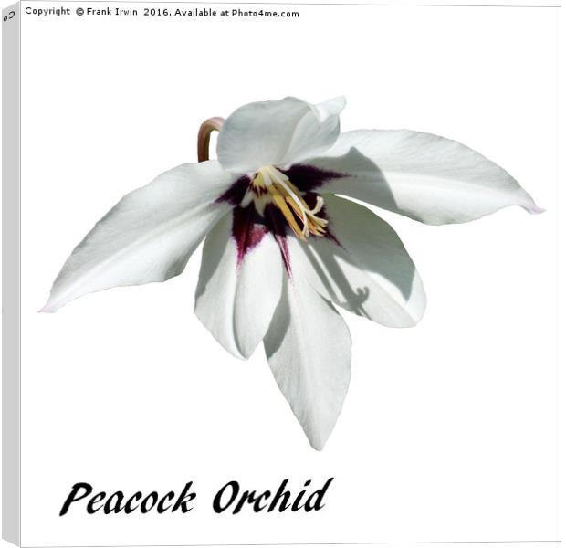 The "Peacock Orchid" in all its glory Canvas Print by Frank Irwin