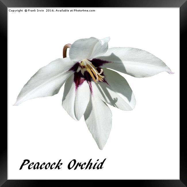 The "Peacock Orchid" in all its glory Framed Print by Frank Irwin