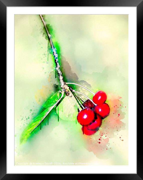 Cherries Framed Mounted Print by Svetlana Sewell