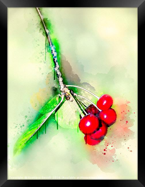 Cherries Framed Print by Svetlana Sewell