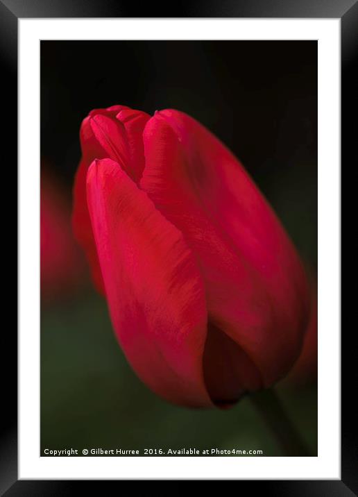 Scarlet Spring Blossom Framed Mounted Print by Gilbert Hurree