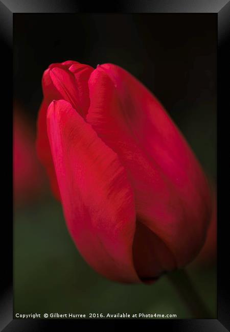 Scarlet Spring Blossom Framed Print by Gilbert Hurree