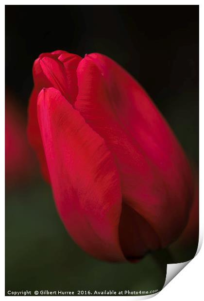 Scarlet Spring Blossom Print by Gilbert Hurree