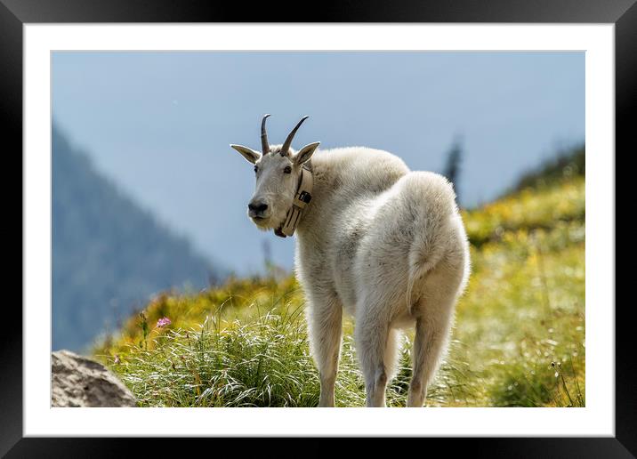 The Ups and Downs of Being a Mountain Goat, No. 1 Framed Mounted Print by Belinda Greb