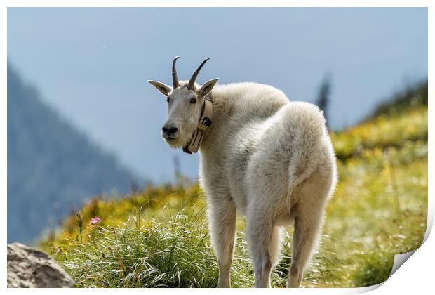 The Ups and Downs of Being a Mountain Goat, No. 1 Print by Belinda Greb