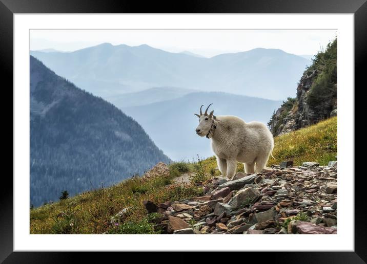 The Ups and Downs of Being a Mountain Goat, No. 2A Framed Mounted Print by Belinda Greb
