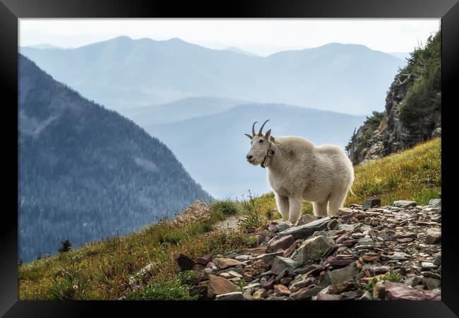 The Ups and Downs of Being a Mountain Goat, No. 2A Framed Print by Belinda Greb
