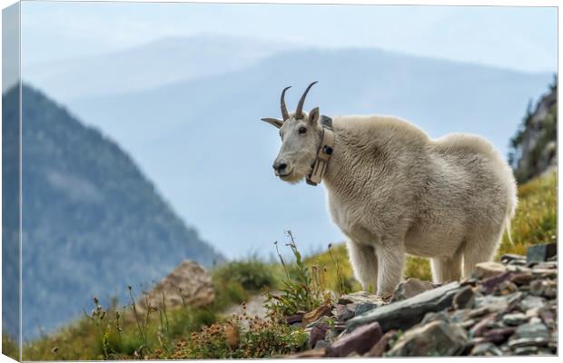 The Ups and Downs of Being a Mountain Goat, No. 2B Canvas Print by Belinda Greb