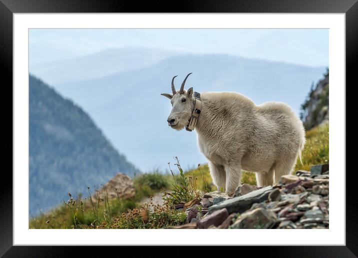 The Ups and Downs of Being a Mountain Goat, No. 2B Framed Mounted Print by Belinda Greb