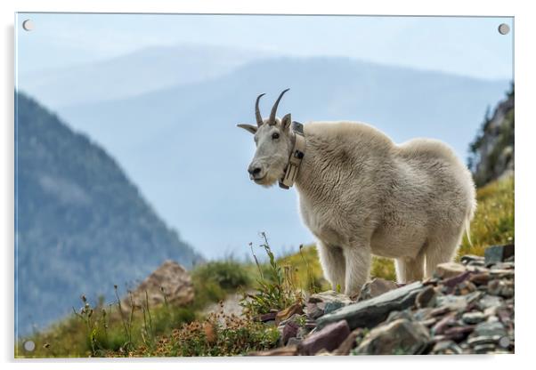 The Ups and Downs of Being a Mountain Goat, No. 2B Acrylic by Belinda Greb