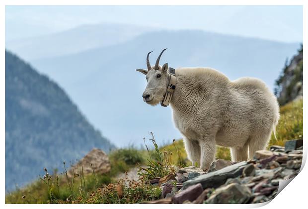 The Ups and Downs of Being a Mountain Goat, No. 2B Print by Belinda Greb