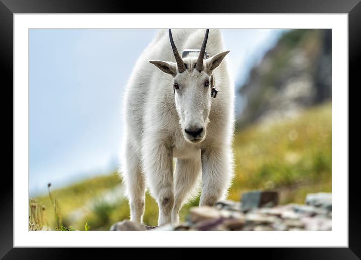 The Ups and Downs of Being a Mountain Goat, No. 3 Framed Mounted Print by Belinda Greb