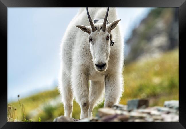 The Ups and Downs of Being a Mountain Goat, No. 3 Framed Print by Belinda Greb