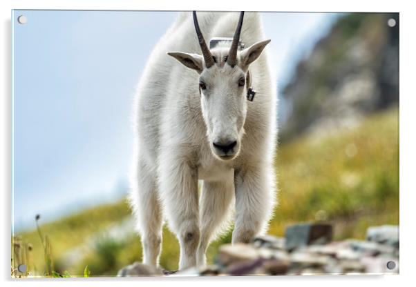 The Ups and Downs of Being a Mountain Goat, No. 3 Acrylic by Belinda Greb
