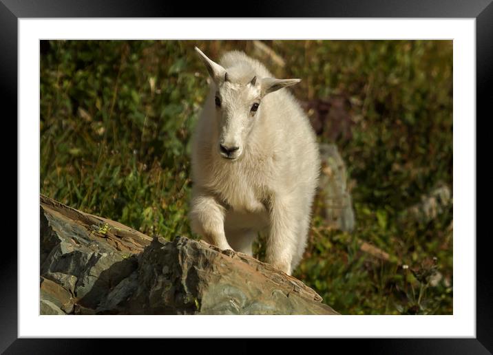 Straight for the Heart Framed Mounted Print by Belinda Greb