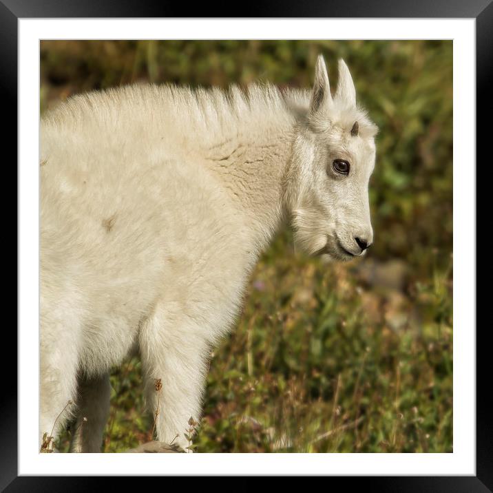 Innocence and Beauty in a Young Mountain Goat Framed Mounted Print by Belinda Greb