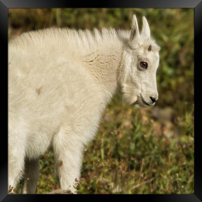 Innocence and Beauty in a Young Mountain Goat Framed Print by Belinda Greb