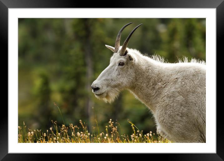Age and Wisdom in a Mountain Goat Framed Mounted Print by Belinda Greb
