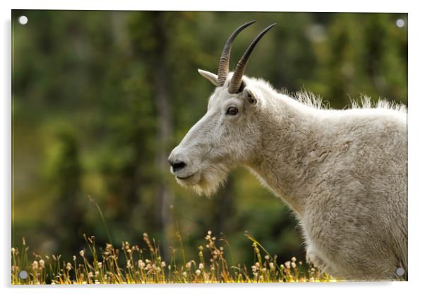 Age and Wisdom in a Mountain Goat Acrylic by Belinda Greb
