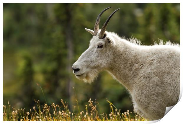 Age and Wisdom in a Mountain Goat Print by Belinda Greb