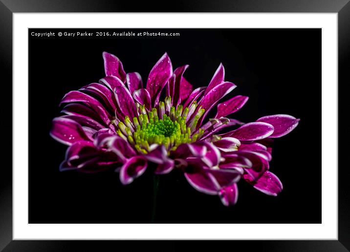 Purple flower with water droplets Framed Mounted Print by Gary Parker