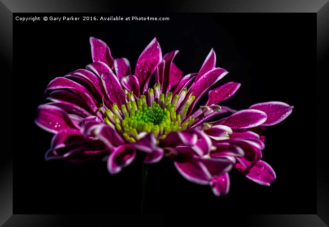 Purple flower with water droplets Framed Print by Gary Parker