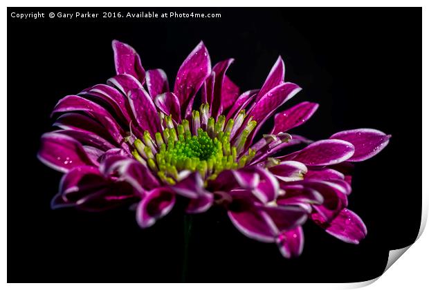 Purple flower with water droplets Print by Gary Parker