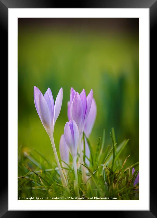 Autumn Crocus Framed Mounted Print by Paul Chambers