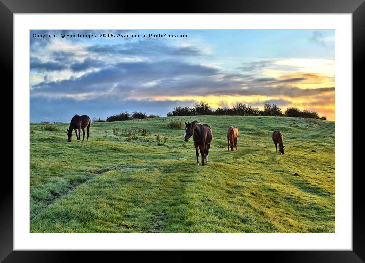 Sunrise horses Framed Mounted Print by Derrick Fox Lomax