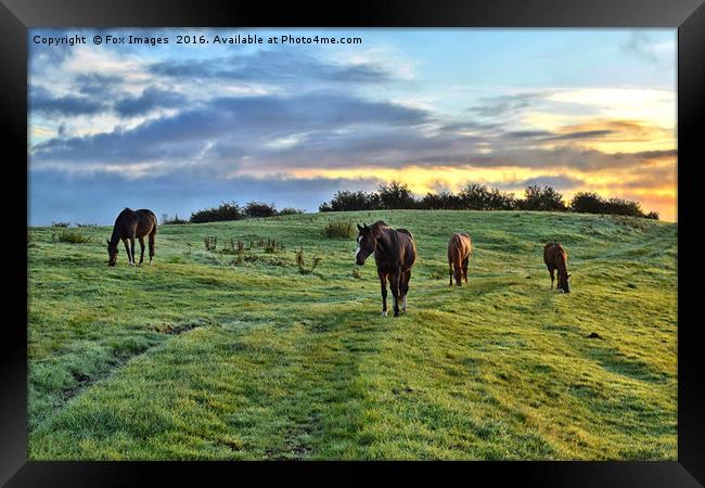Sunrise horses Framed Print by Derrick Fox Lomax