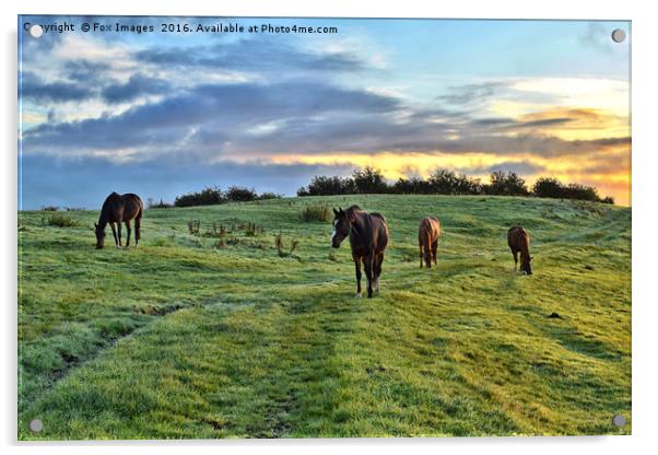 Sunrise horses Acrylic by Derrick Fox Lomax