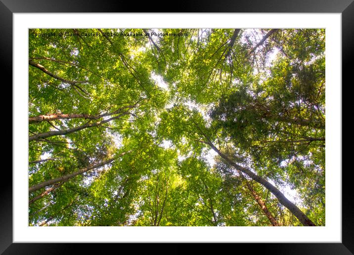 Skywards Framed Mounted Print by Claire Castelli