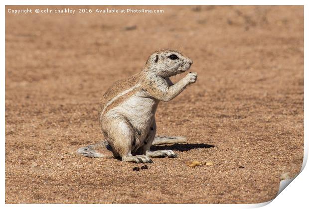 Namibian Ground Squirrel Print by colin chalkley