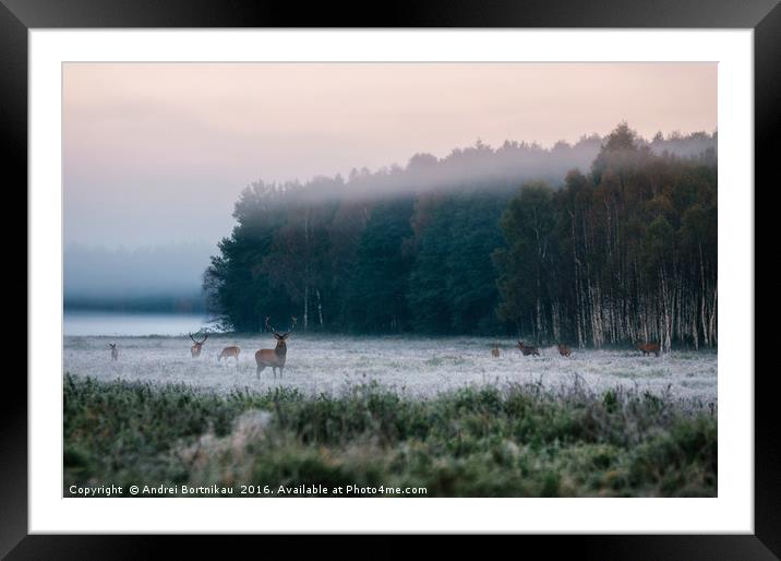Red deer with his herd on foggy field in Belarus. Framed Mounted Print by Andrei Bortnikau