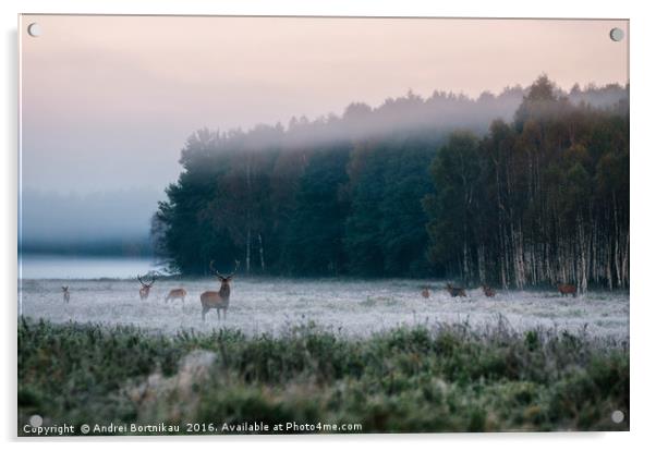 Red deer with his herd on foggy field in Belarus. Acrylic by Andrei Bortnikau