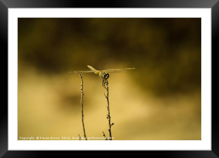 Dragonfly of Gozo Framed Mounted Print by Kieren Brown