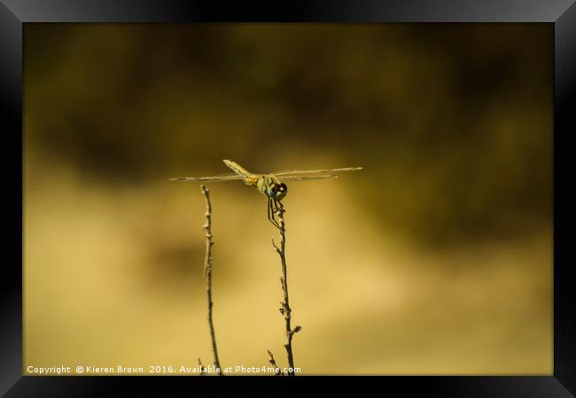 Dragonfly of Gozo Framed Print by Kieren Brown