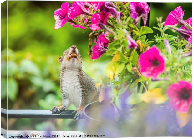 Squirrel on the Balcony Mouth full of Peanuts Canvas Print by Nick Jenkins