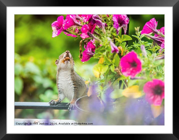Squirrel on the Balcony Mouth full of Peanuts Framed Mounted Print by Nick Jenkins