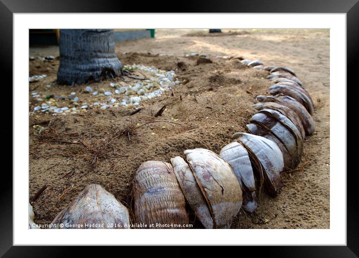 Coconut Collection. Framed Mounted Print by George Haddad