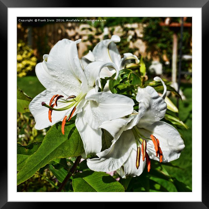 Beautiful Lilies Casa Blanca Framed Mounted Print by Frank Irwin