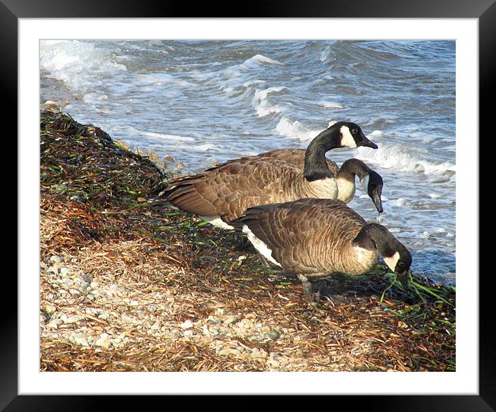Cape Cod Beachcombers (1) Framed Mounted Print by Mark Sellers