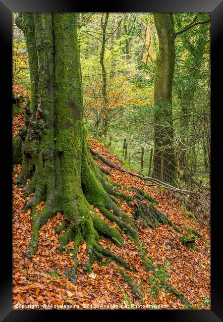 The Beech Tree Burrator Dartmoor National Park Framed Print by Nick Jenkins