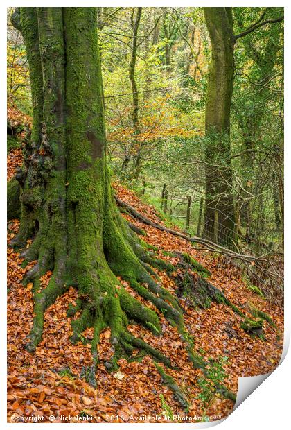 The Beech Tree Burrator Dartmoor National Park Print by Nick Jenkins
