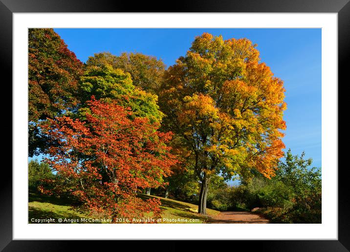 A walk into autumn Framed Mounted Print by Angus McComiskey