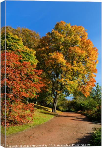 Autumn walk Canvas Print by Angus McComiskey