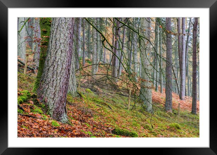 Pine Plantation Claerwen Valley Mid Wales Framed Mounted Print by Nick Jenkins